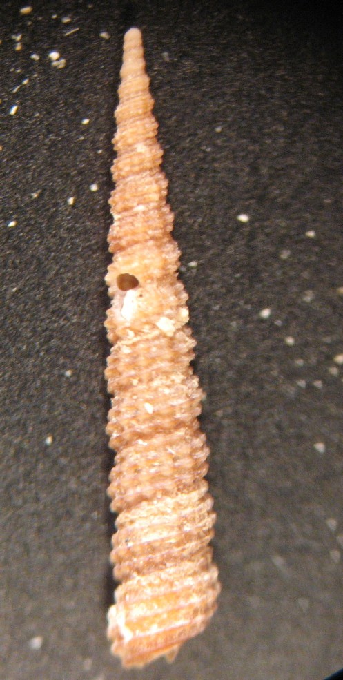 Metaxia metaxa